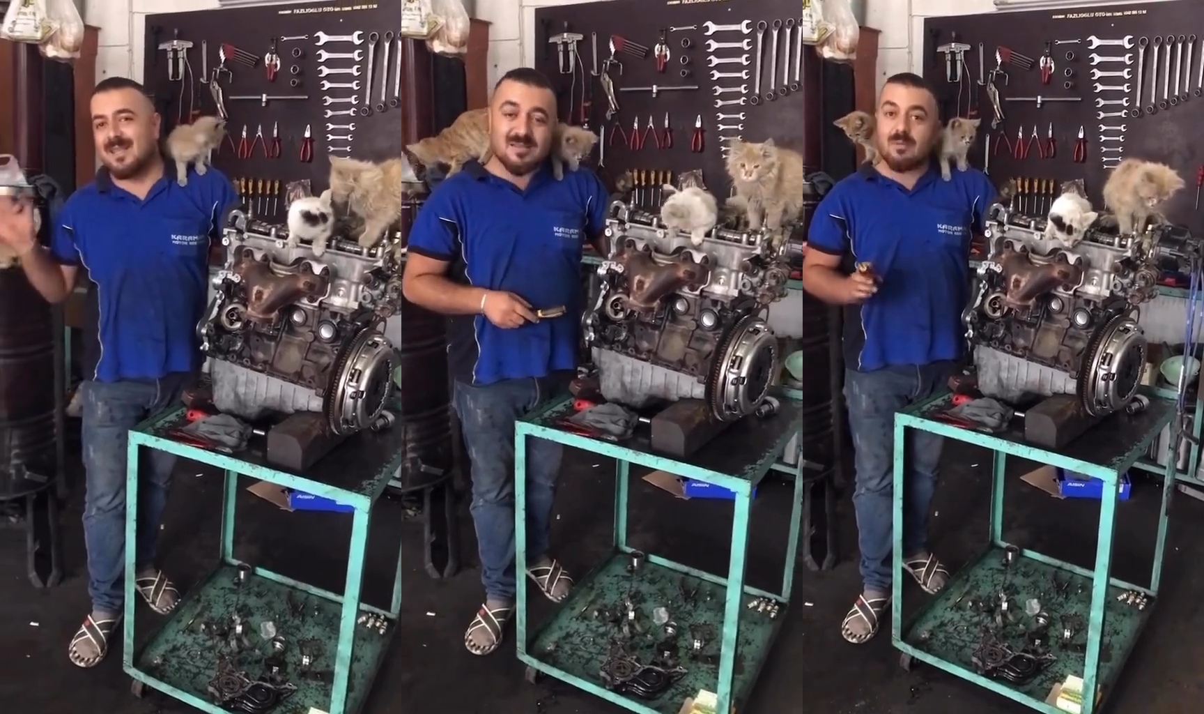 Usta Kediler Videosu Viral Oldu :)