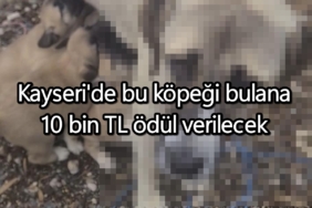 Kayseri'de bu köpeği bulana 10 bin TL ödül verilecek