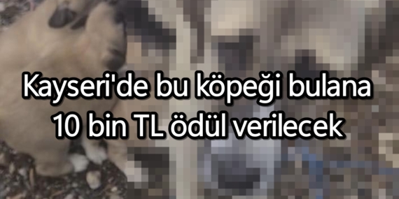 Kayseri’de bu köpeği bulana 10 bin TL ödül verilecek