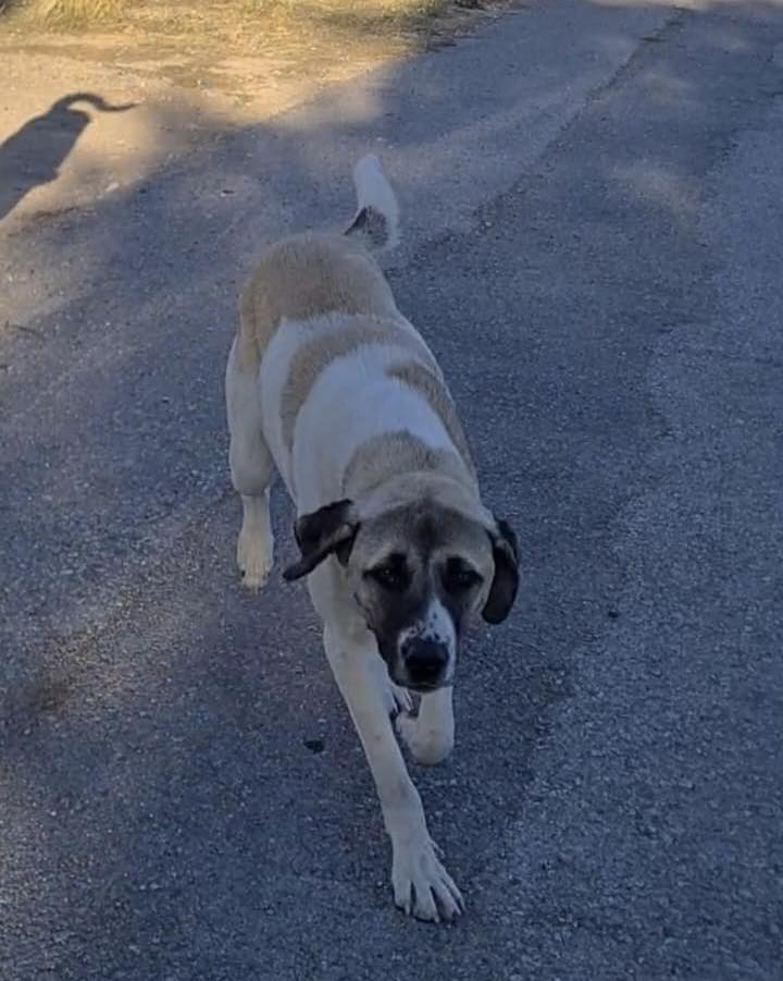 SaveClip.App_571184158_829465482807398_784129345422019194_n Kayseri'de bu köpeği bulana 10 bin TL ödül verilecek