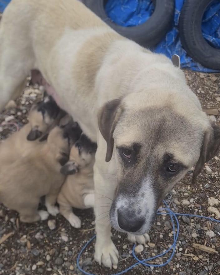 SaveClip.App_572815998_829465486140731_219469504224826199_n Kayseri'de bu köpeği bulana 10 bin TL ödül verilecek